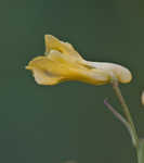 Yellow fumewort